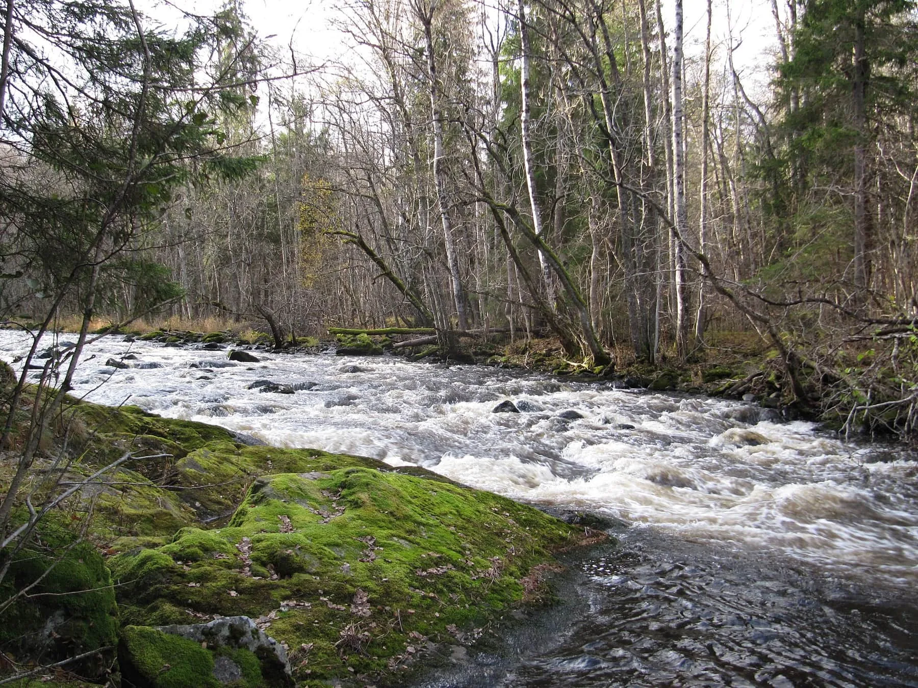Forsande vatten över stenar i en å kantad av mossa och kala lövträd, Långforsen i Järleån