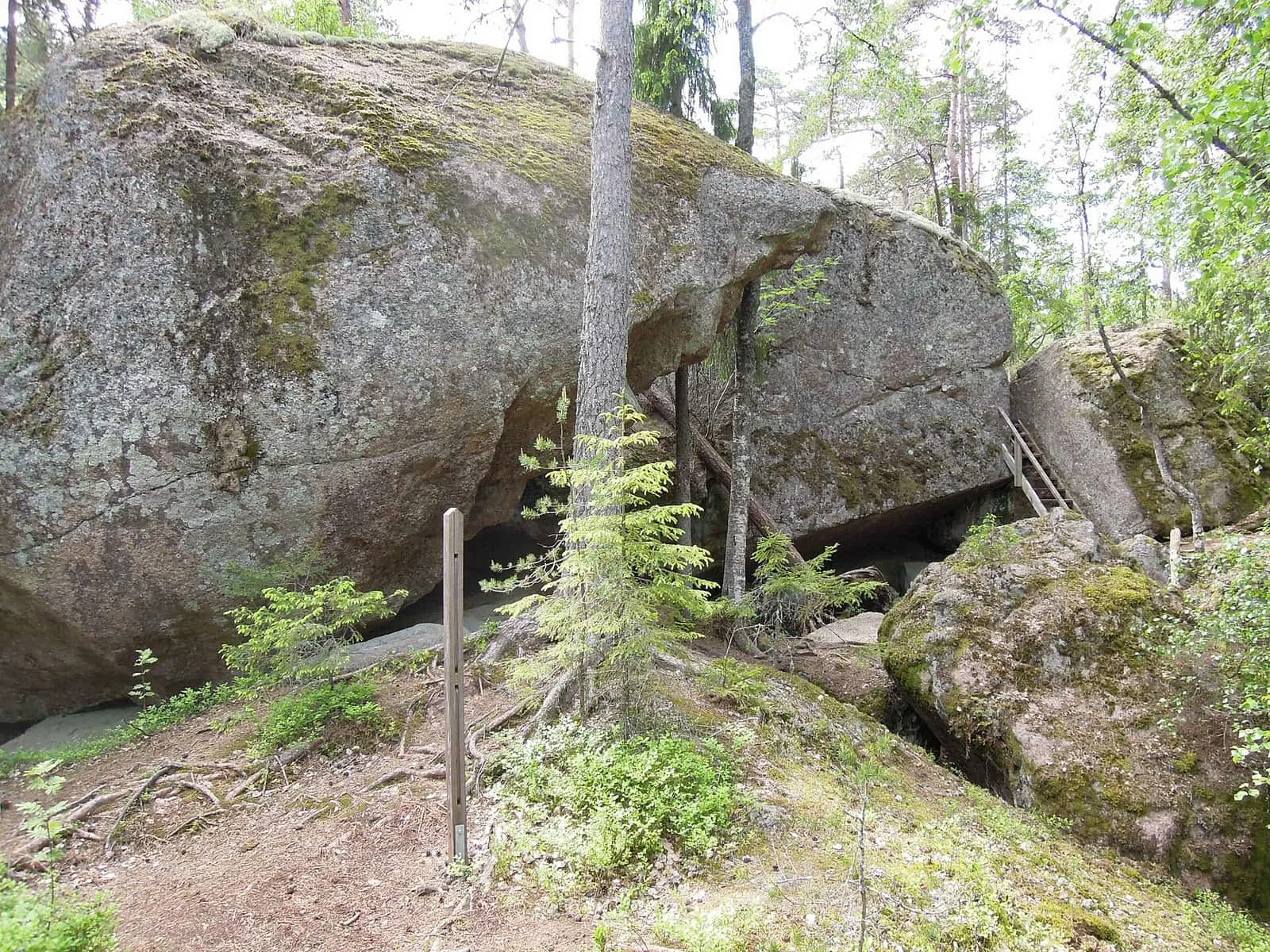 Stora mossbevuxna stenblock bland granar i en barrskog