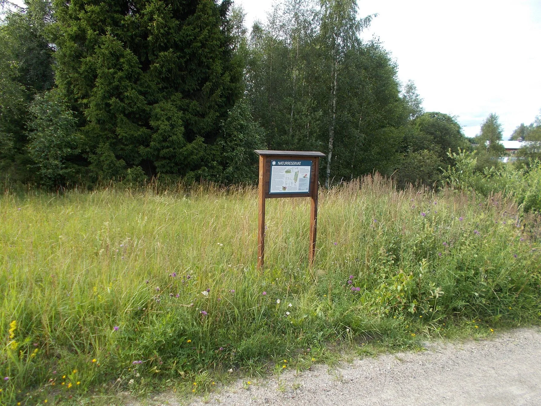 En informationstavla för naturreservatet står i en blommande sommaräng med högt gräs, granar och björkar bakom och en grusväg i förgrunden.